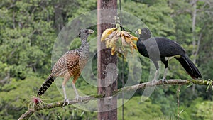 male and female great curassow bird eat bananas