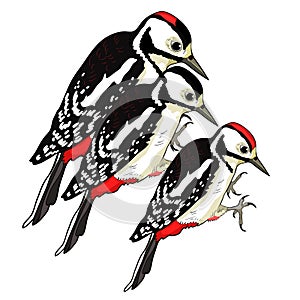 male female great spotted woodpecker young family. vector illustration