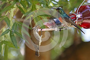 A male & female Greater Double-collared sunbird