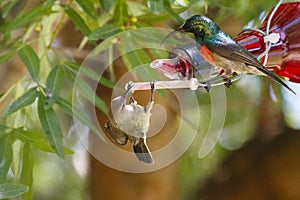 A male & female Greater Double-collared sunbird