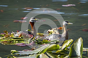 Male and female grebe swim in water.