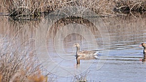 Male and female of Greylag goose Anser anser swimming in a pond