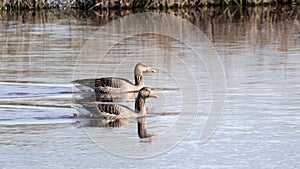 Male and female of Greylag goose Anser anser swimming in a pond