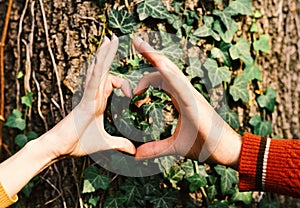 Male and female hands put together in heart shape. Couple in love near tree. Mans and womans hands
