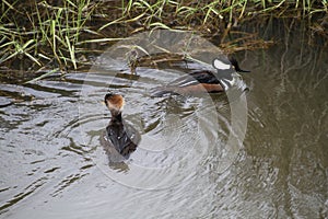 A male and female hooded merganser swimming in a stream