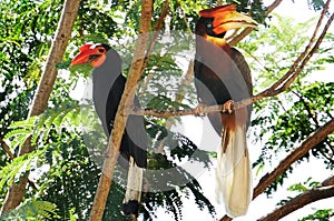 Male and female Hornbills