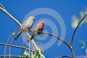 Male and Female House Finch Perched on Branch