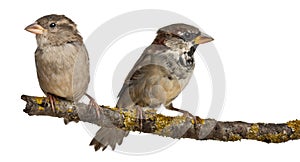 Male and Female House Sparrow, Passer photo