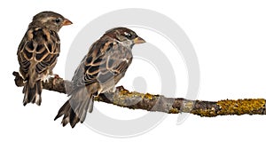 Male and Female House Sparrows, Passer photo