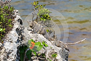 Male and female iguanas sunning on a rocky cliff in front of the ocean