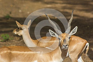 Male and Female Impala