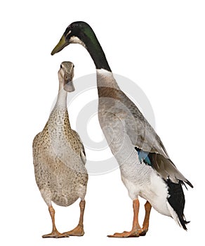 Male and female Indian Runner Ducks