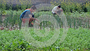 Male and female Indian village laborers doing farming work in their field during the day