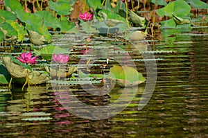 Male Female Jacana on pink purple water lilies lily Nymphaea in kakadu national park darwin australia