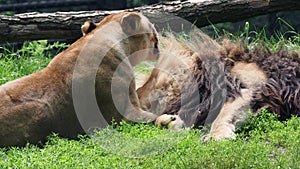 Male and female of Katanga Lion, Panthera leo bleyenberghi. Animal love, female licks and cleans male animal fur