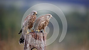 Male and female kestrel with a mouse