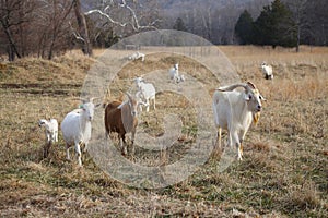 Male and female Kiko Goats fenced in on a ranch