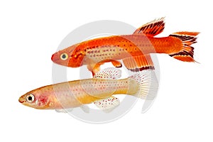 Male and female Killi Aphyosemion austral Hjersseni gold Aquarium fish photo