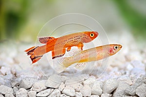 Male and female Killi Aphyosemion austral Hjersseni gold Aquarium fish killifish photo