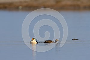 Male and female King Eider Duck foraging in a small pond