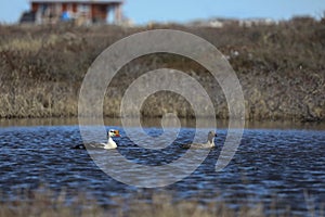 Male and female king eider ducks swimming on an arctic lake