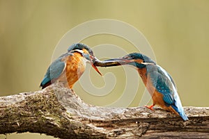 Male & female Kingfisher with fish