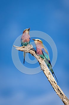 Male and female lilac-breasted rollers on branch