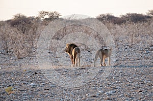 Male and Female Lion in Etosha National Park