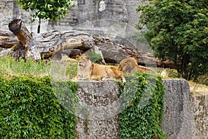 Male and female lion laying together