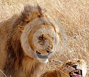 Male and female lion in Masai Mara.