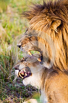 Male and female lion mating in the Masai Mara