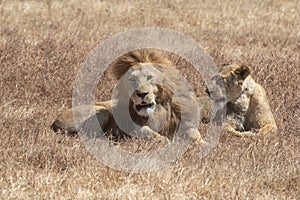 Male and female lion in Ngorongoro Crater