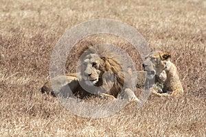 Male and female lion in Ngorongoro Crater