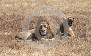 Male and female lion in Ngorongoro Crater