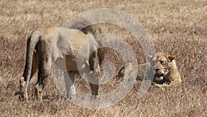 Male and female lion in Ngorongoro Crater