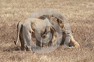 Male and female lion in Ngorongoro Crater