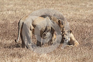 Male and female lion in Ngorongoro Crater