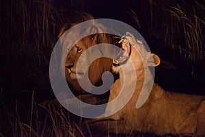 Male and Female lion at night