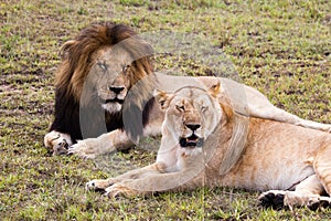 Male and female lion pair on green grass