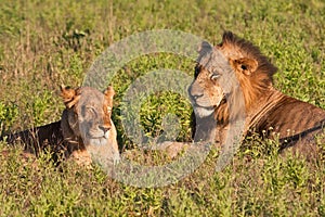 Male and female lion pair lying