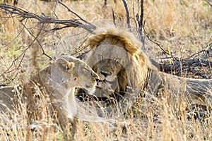 Male and female Lion (Panthera leo) resting together, taken in South Africa