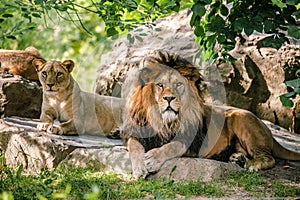 Male and female lion resting