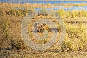 Male and Female Lion Resting in the Grasses photo