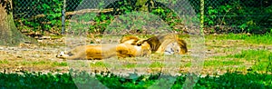 Male and female lion sleeping together, vulnerable animal specie from Africa