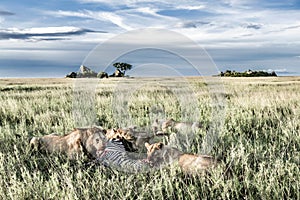 Male and female lions eating zebras in Serengeti National Park