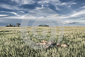 Male and female lions eating zebras in Serengeti National Park