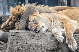 Masculino una mujer leones mintiendo abajo sobre el la roca 