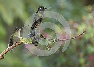 Male and female Magnificent Hummingbirds Eugenes fulgens, Costa Rica