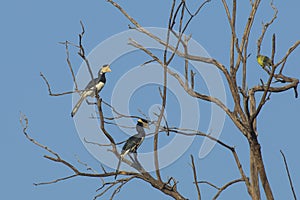 Male and Female Malabar Pied Hornbills