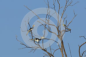 Male and Female Malabar Pied Hornbills in Tree